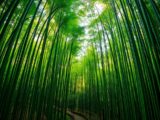 arashiyama bamboo grove