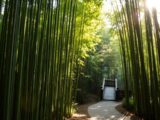 kyoto bambuswald